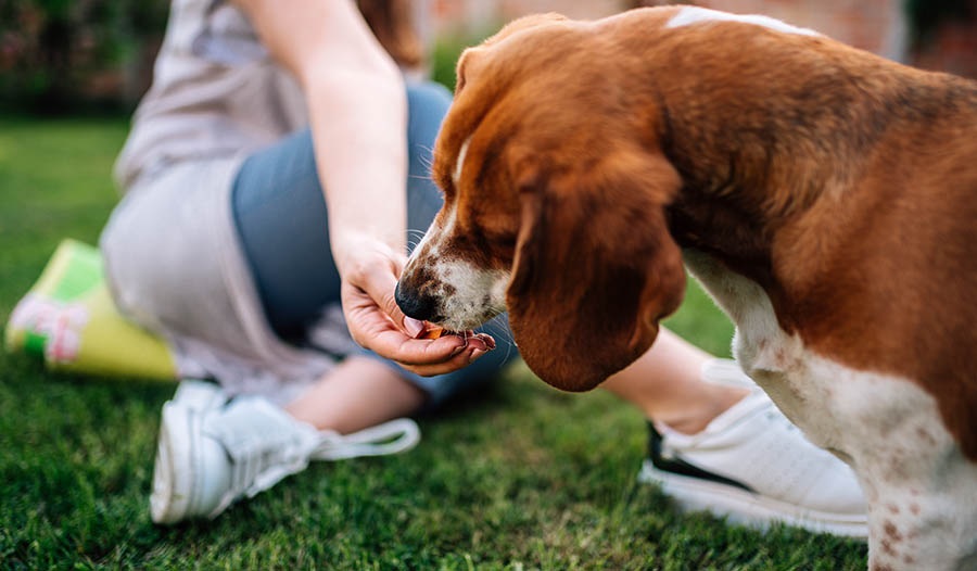 The Benefits of Natural Pet Foods For Your Furry Friends